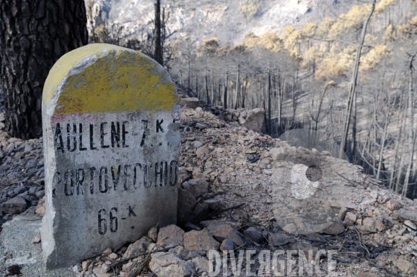 Après les incendies dans l Alta Rocca : les forêts ravagées