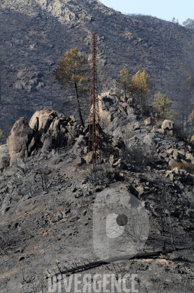 Après les incendies dans l Alta Rocca : les forêts ravagées