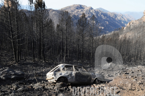 Après les incendies dans l Alta Rocca : les forêts ravagées