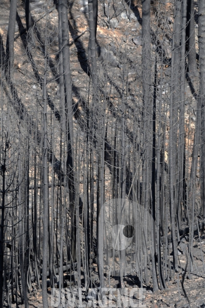 Après les incendies dans l Alta Rocca : les forêts ravagées