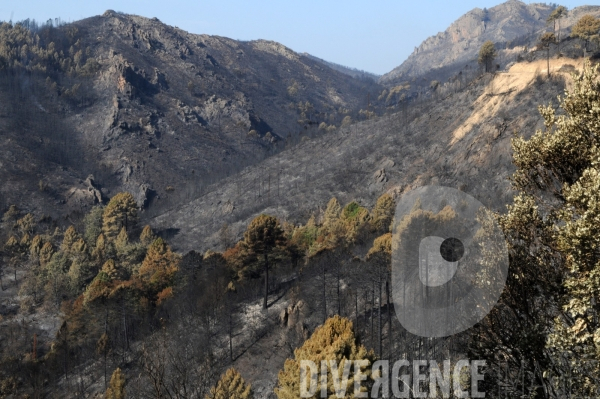 Après les incendies dans l Alta Rocca : les forêts ravagées