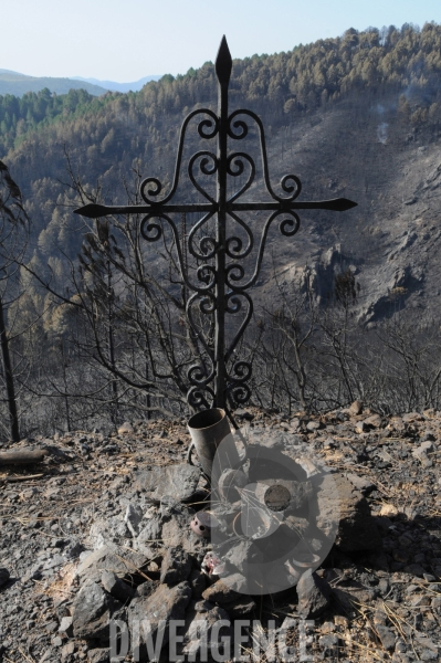 Après les incendies dans l Alta Rocca : les forêts ravagées