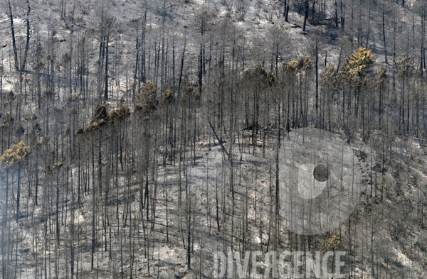 Après les incendies dans l Alta Rocca : les forêts ravagées