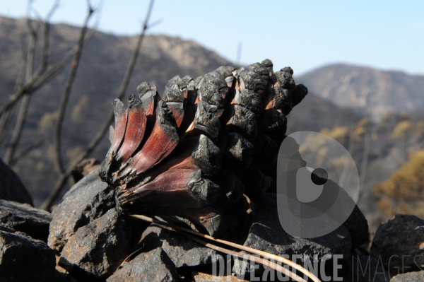 Après les incendies dans l Alta Rocca : les forêts ravagées