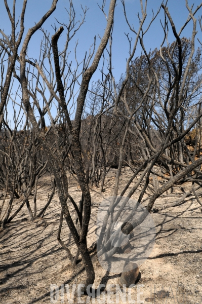 Après les incendies dans l Alta Rocca : les forêts ravagées