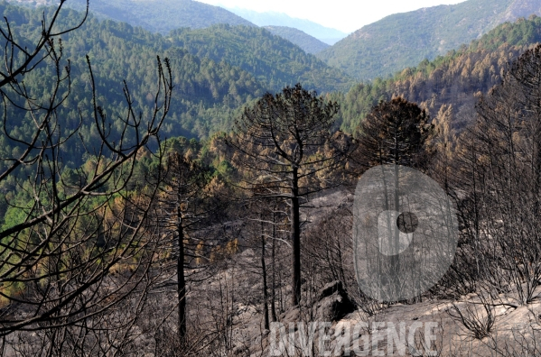 Après les incendies dans l Alta Rocca : les forêts ravagées