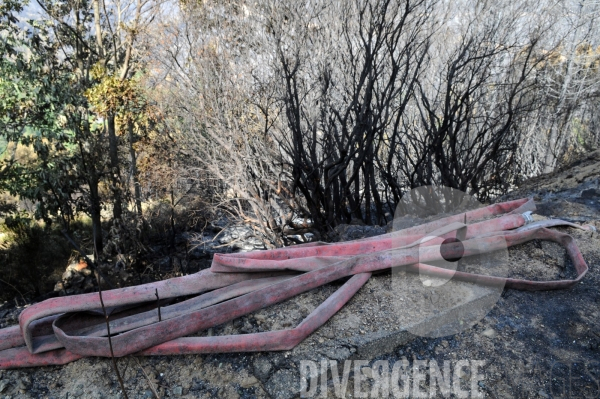 Après les incendies dans l Alta Rocca : les forêts ravagées