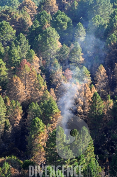 Après les incendies dans l Alta Rocca : les forêts ravagées