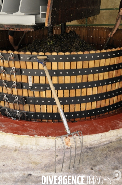 Vendanges en Champagne. Harvest in Champagne.