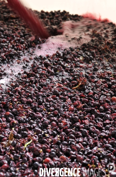 Vendanges en Champagne. Harvest in Champagne.