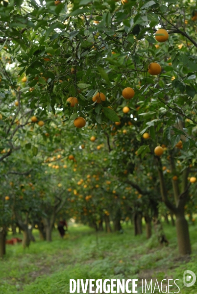 Orange et citron de Sicile