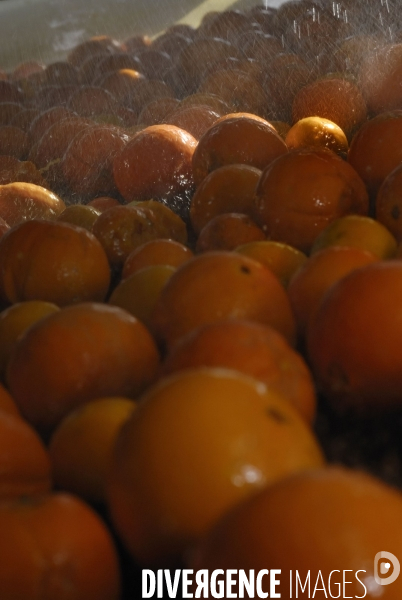 Orange et citron de Sicile