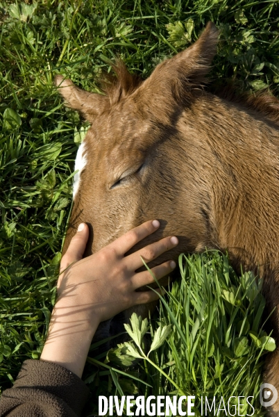 L enfant et les animaux : avec chevaux et poney. Children and animals : with horse and pony.