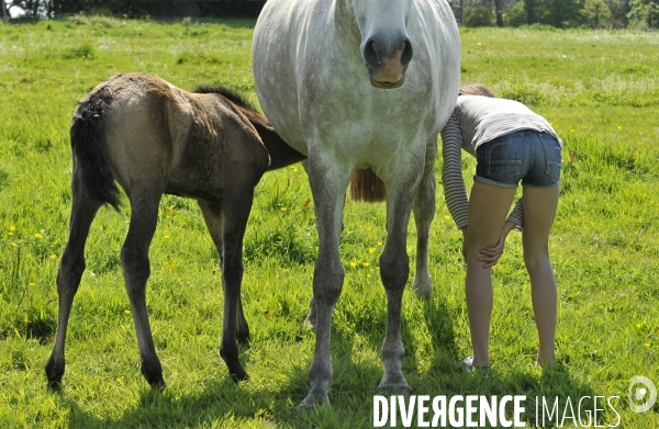 L enfant et les animaux : avec chevaux et poney. Children and animals : with horse and pony.