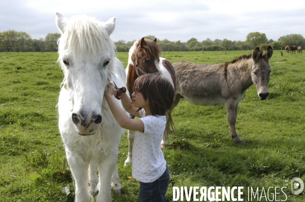 L enfant et les animaux : avec chevaux et poney. Children and animals : with horse and pony.
