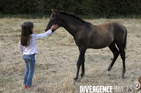 L enfant et les animaux : avec chevaux et poney. Children and animals : with horse and pony.