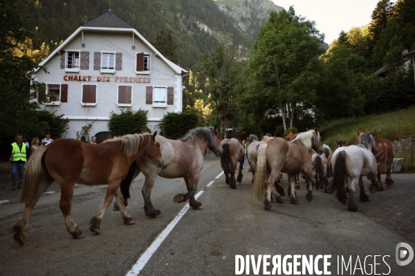 Transhumance en Ossau