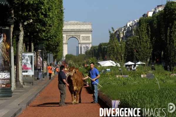 Paysage de campagne sur les champs-elysees. nature capitale.