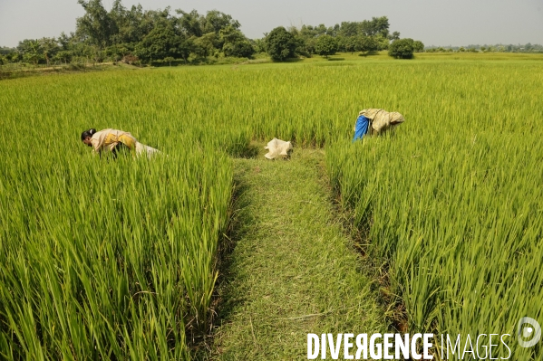 Changement climatique au Bangladesh