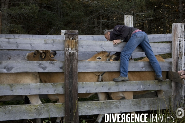 Vaccination contre la fièvre Catharrale