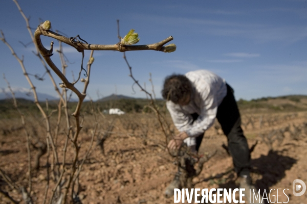 Viticulture, Les quatre saisons d Olivier Pithon