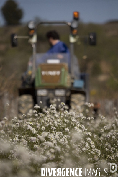 Viticulture, Les quatre saisons d Olivier Pithon