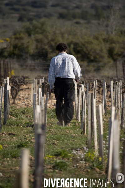 Viticulture, Les quatre saisons d Olivier Pithon