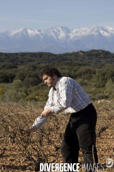 Viticulture, Les quatre saisons d Olivier Pithon