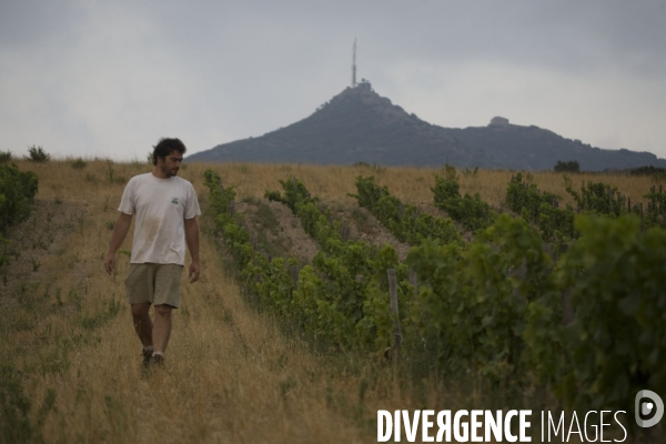 Viticulture, Les quatre saisons d Olivier Pithon