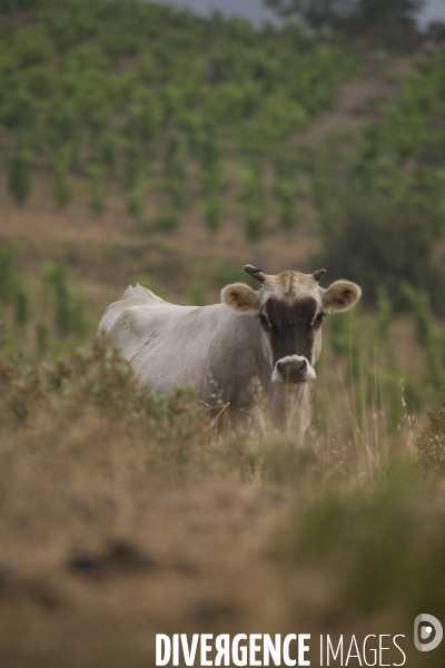 Viticulture, Les quatre saisons d Olivier Pithon