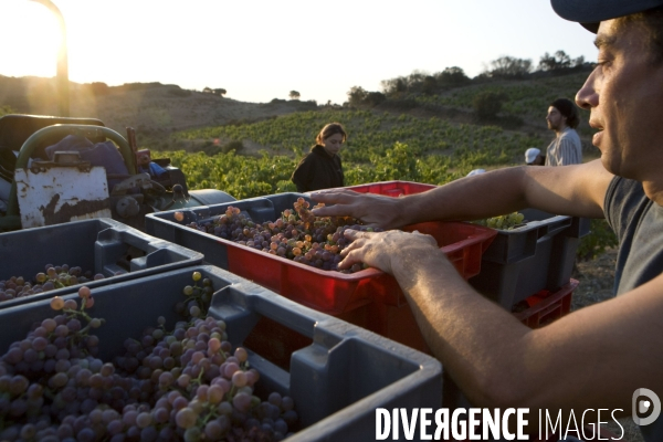 Viticulture, Les quatre saisons d Olivier Pithon