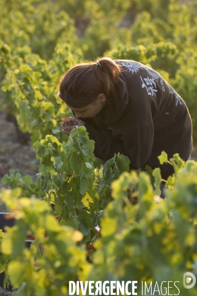 Viticulture, Les quatre saisons d Olivier Pithon