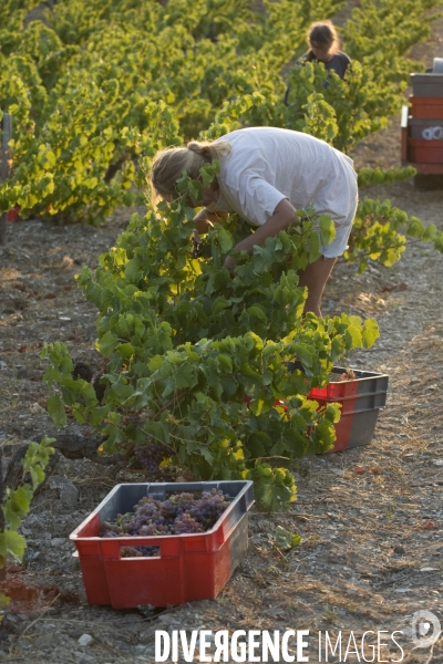 Viticulture, Les quatre saisons d Olivier Pithon