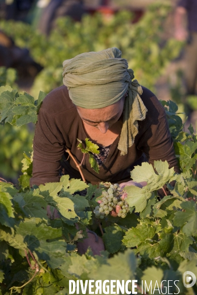 Viticulture, Les quatre saisons d Olivier Pithon