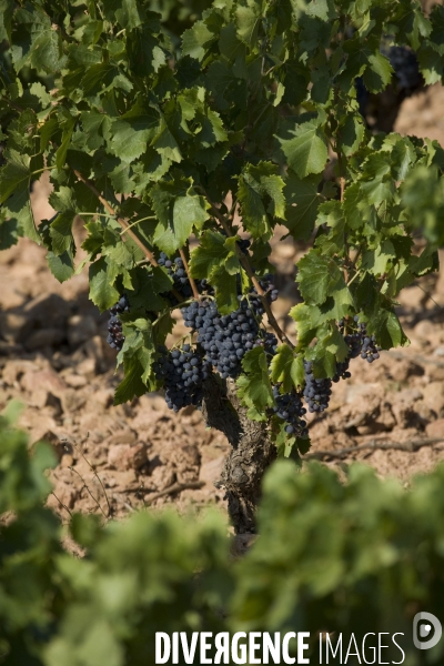 Viticulture, Les quatre saisons d Olivier Pithon