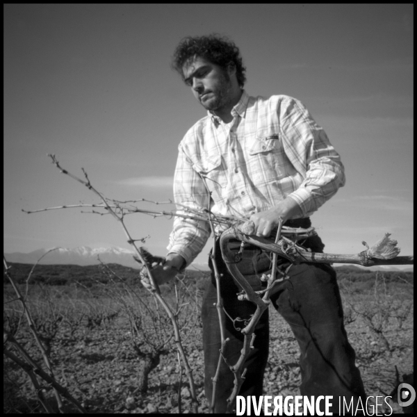 Viticulture, Les quatre saisons d Olivier Pithon