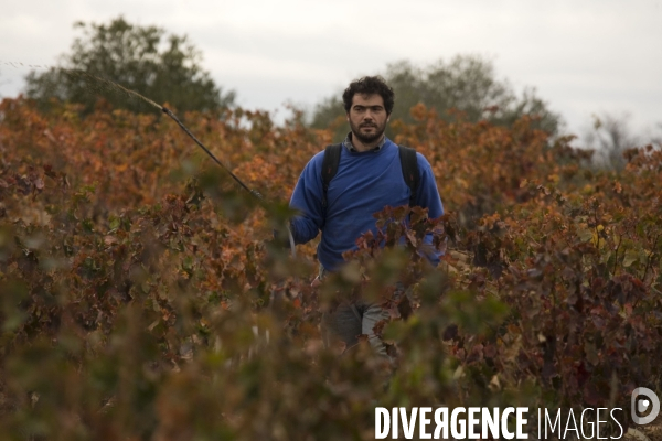 Viticulture, Les quatre saisons d Olivier Pithon