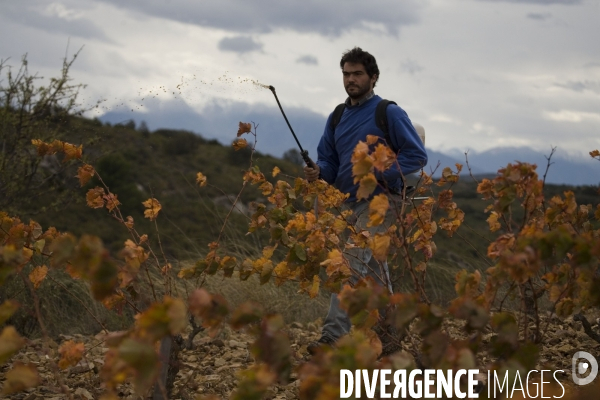 Viticulture, Les quatre saisons d Olivier Pithon
