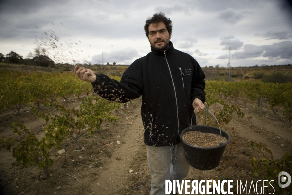 Viticulture, Les quatre saisons d Olivier Pithon