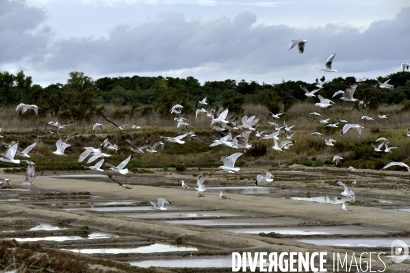 Marais salants