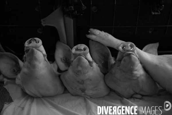 Les amis du cochon