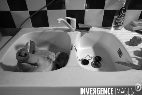Les amis du cochon