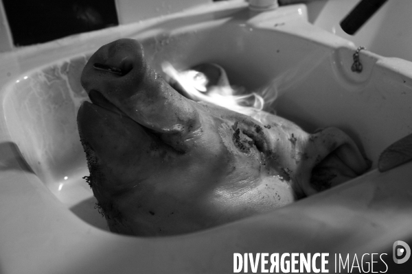Les amis du cochon
