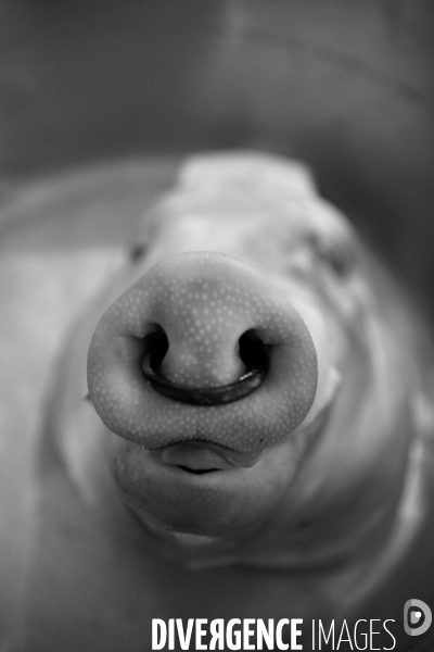 Les amis du cochon