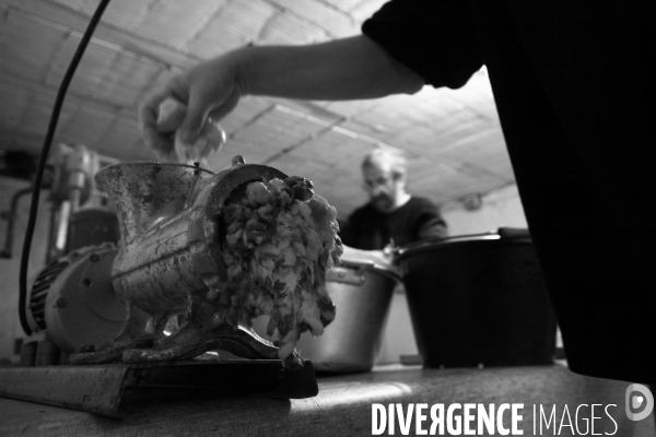 Les amis du cochon