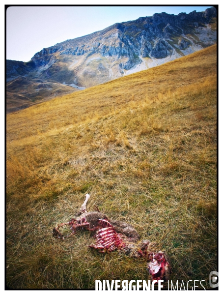 Mouton mangé par le loup