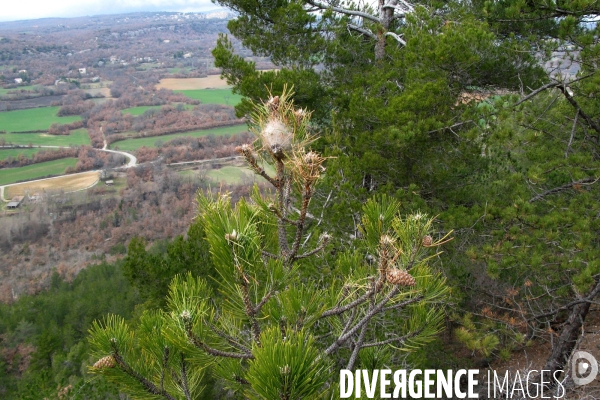 La chenille processionnaire du pin