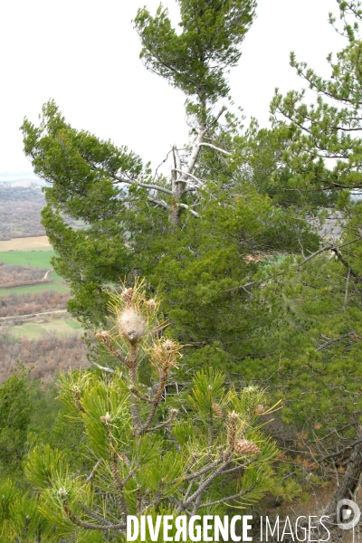 La chenille processionnaire du pin