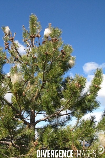 La chenille processionnaire du pin