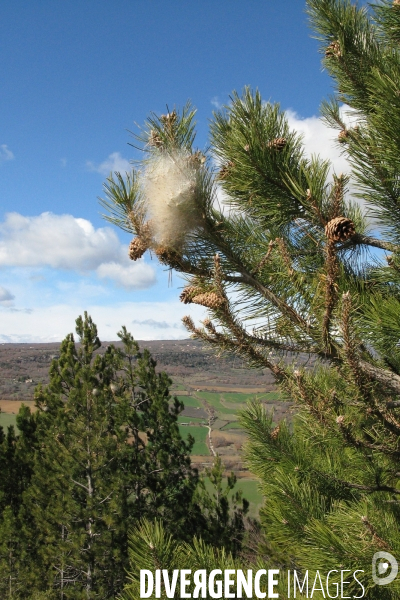 La chenille processionnaire du pin